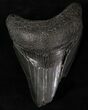 Bargain Megalodon Tooth - South Carolina #20798-1